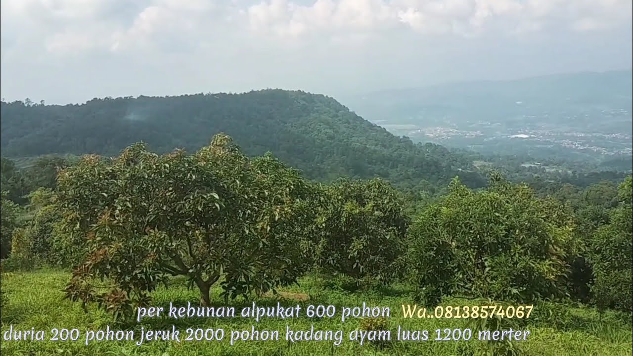 di jual kebun alpukat durian musanking  lewi liang bogor 15 hktr SHM 125000 m2