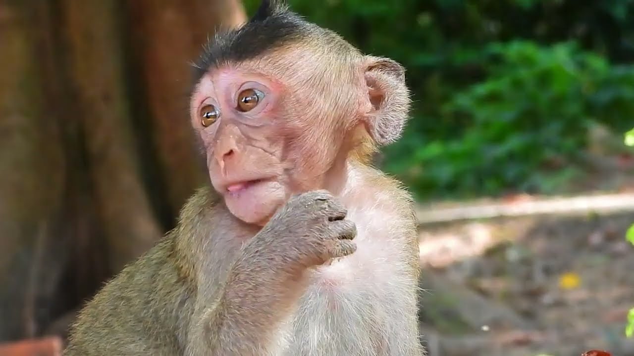 Mom Run Away And Leave Poor Baby Monkey Alone,  Looking Sad And Crying