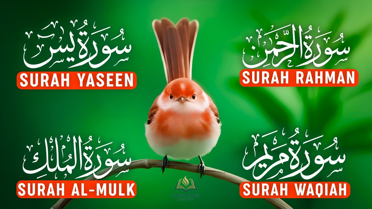 Beautiful Quran Before Sleep | Surah Yaseen | Rahman | Waqiah | Mulk | Reciter Ashraf Hussain Ep-37