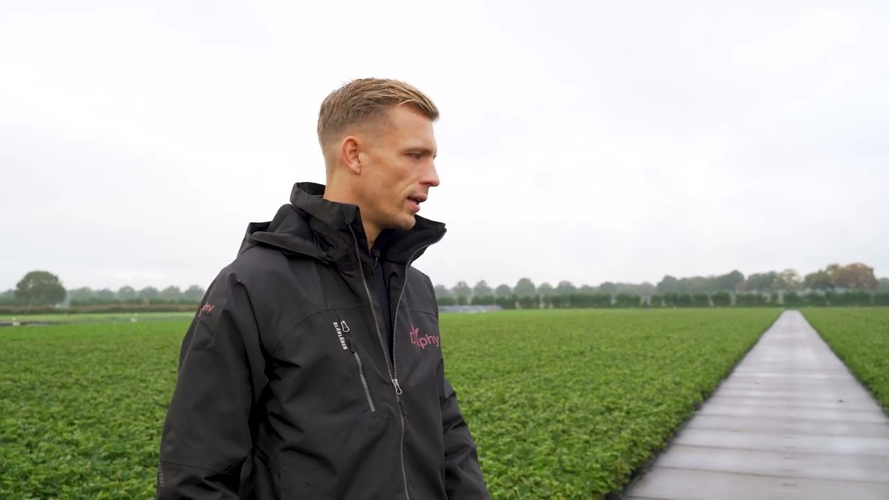 Werken Bij Delphy als adviseur Aardbeien