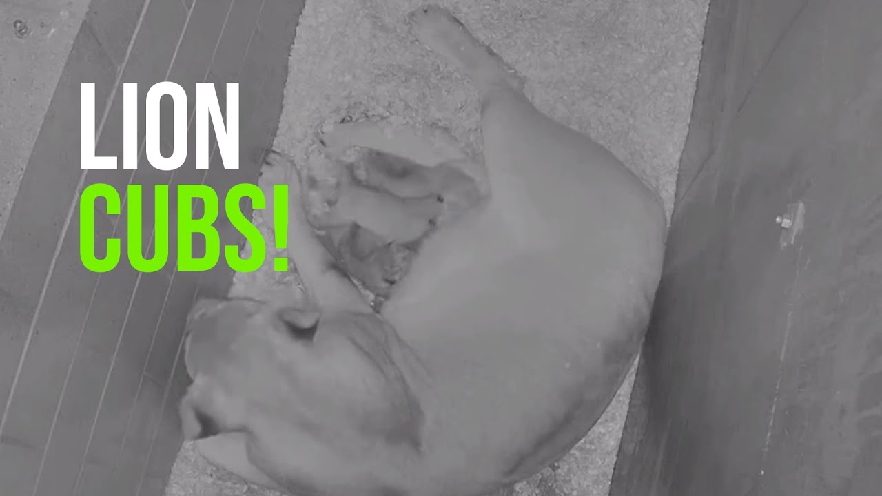 Three African Lion Cubs Born at Lincoln Park Zoo