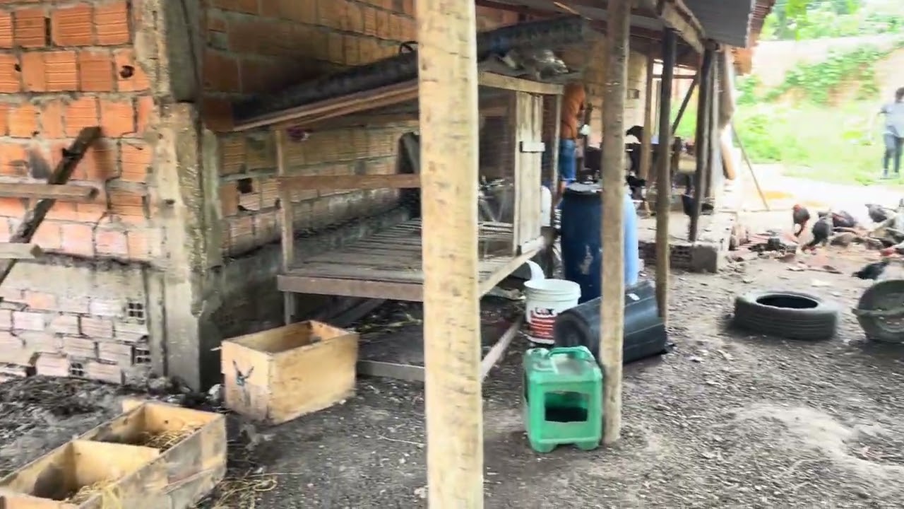 Melhorias para as galinhas no recanto 