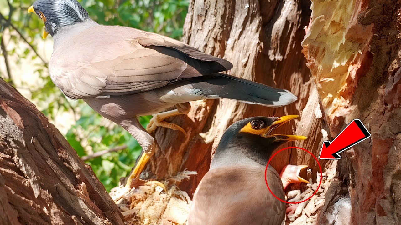 Myna babies facing severe sun heat that making them uncomfortable!