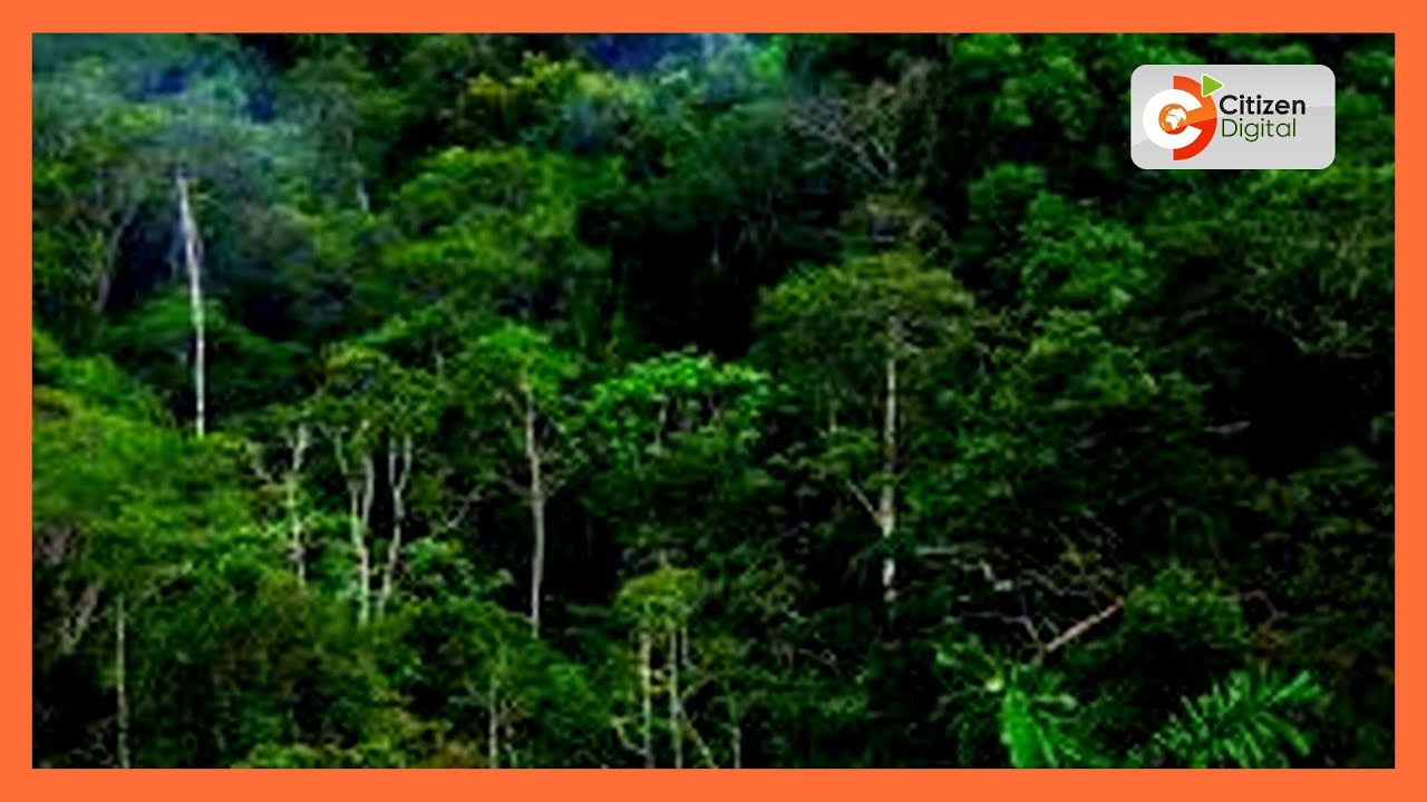 Friends of Ololua forest protest invasion of the forest