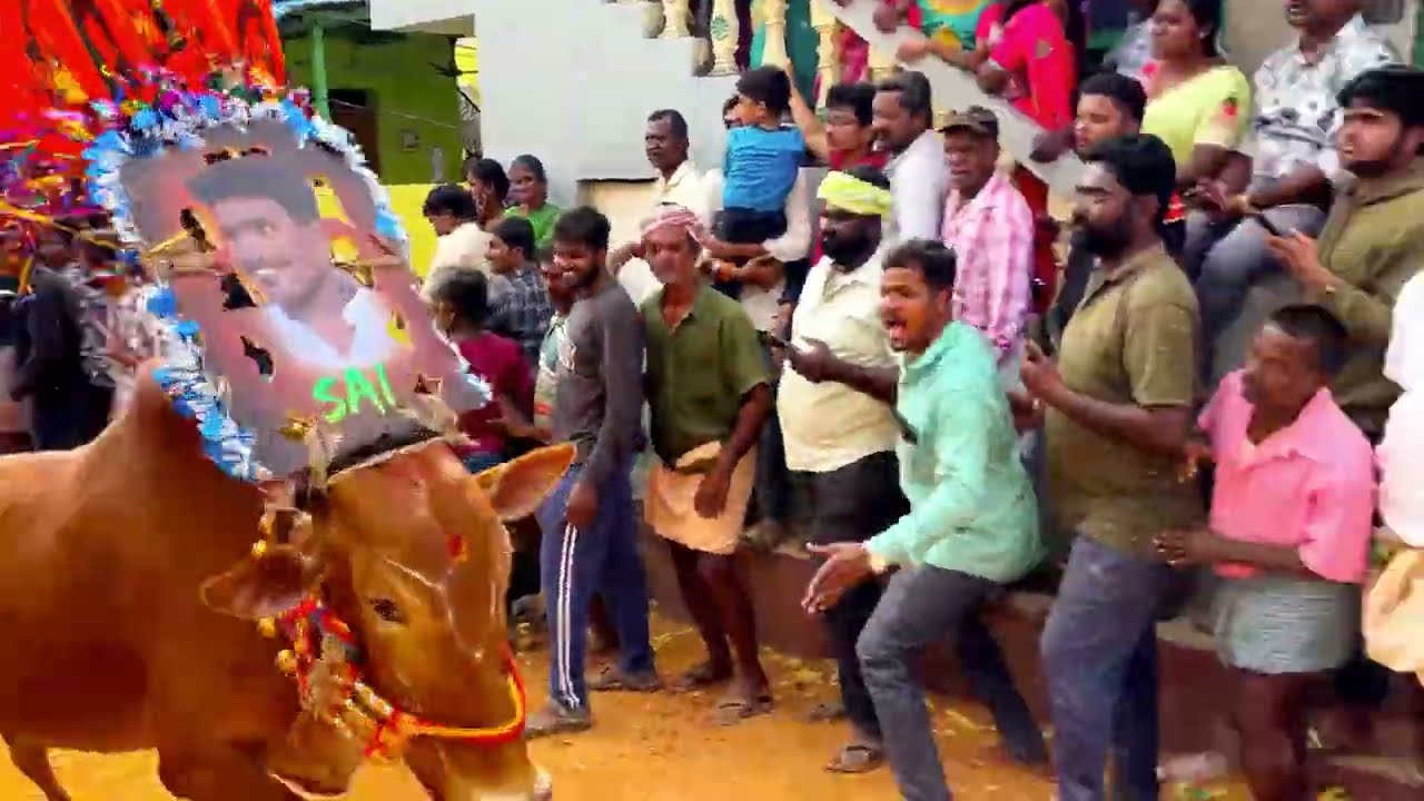 రంగంపేట జల్లికట్టు2025 Rangampeta Jallikattu #Jallikattu #rangampetajallikattu
