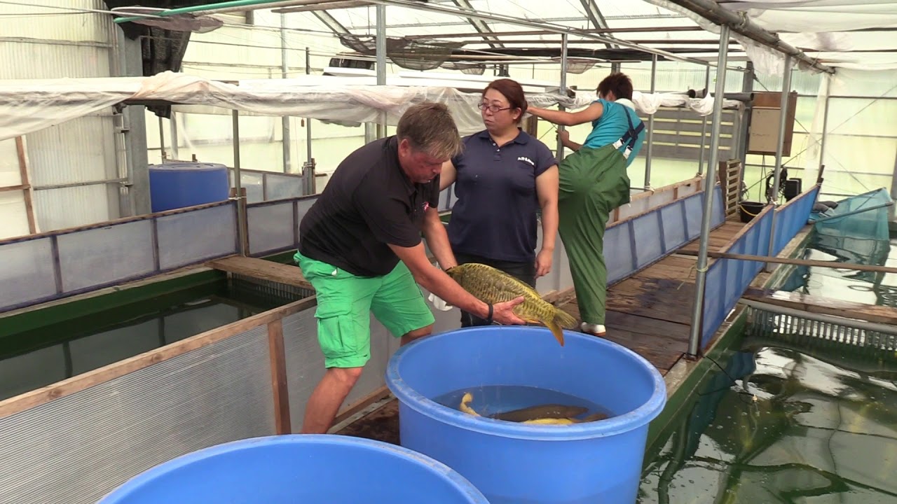 Special Koi von der Marudo Koi Farm