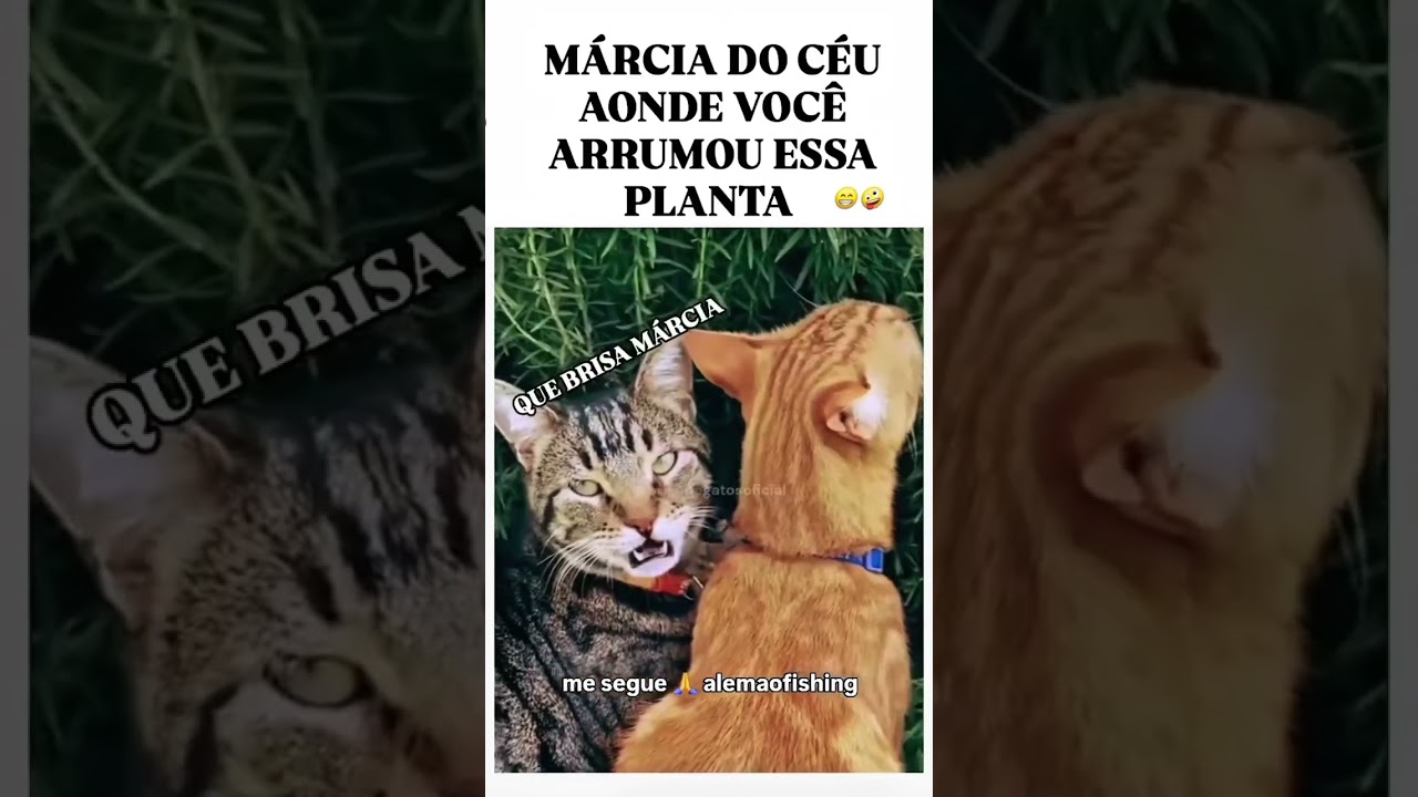🔴 TENTE NÃO RIR 🔴 VIDEOS ENGRAÇADOS DE ANIMAIS PETS GATOS E CACHORROS MEMES DE CÃES GATO CACHORRO 🔴