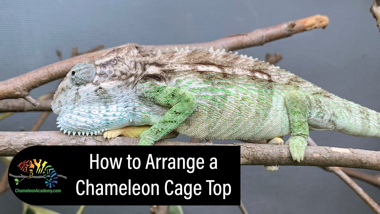 Верхняя часть клетки-хамелеона