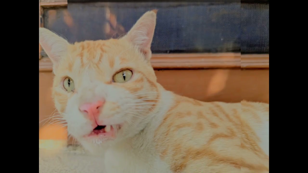 Cat cinematic shots 📸 #catsofinstagram, #cats, #catstagram, #catlover, #instacat, 