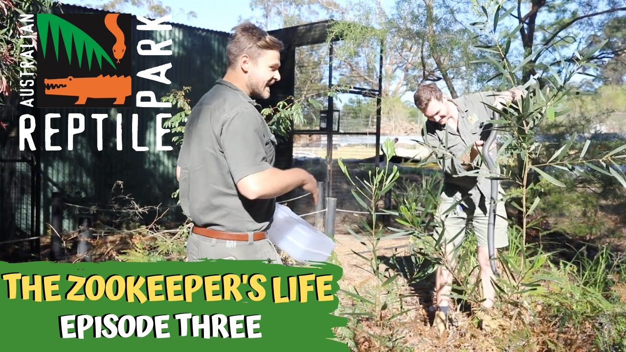 THE ZOOKEEPER'S LIFE: VENOMOUS SNAKES | EPISODE 3