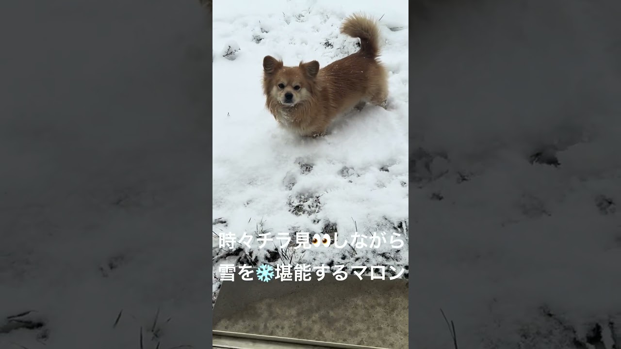 久しぶりの雪❄️にマロン出動🐾｜お庭🏡で雪あそび❤️