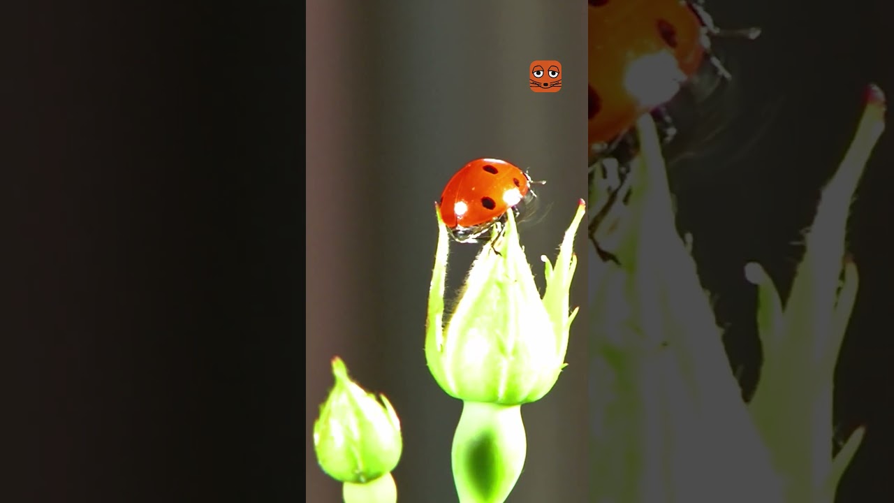 Wo sind die Fl&uuml;gel des Marienk&auml;fers? | Die Maus | WDR