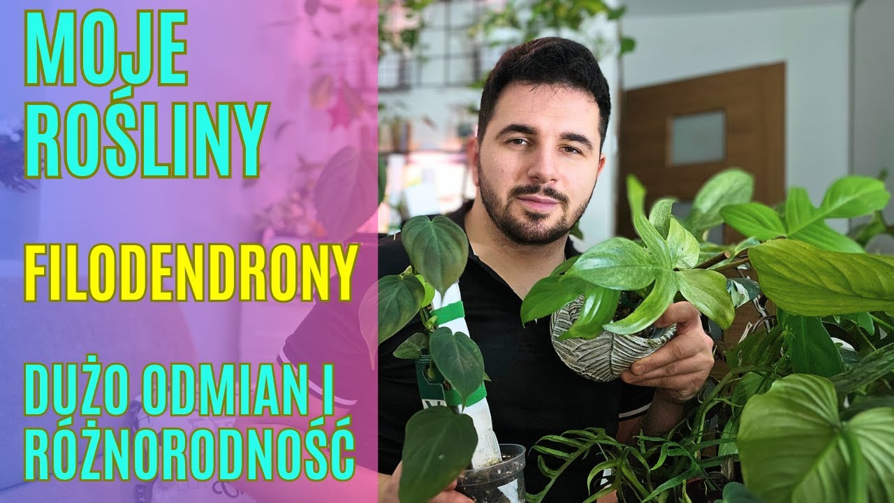 FILODENDRONY - Moja kolekcja 🌿 Rośliny doniczkowe | Philodendron