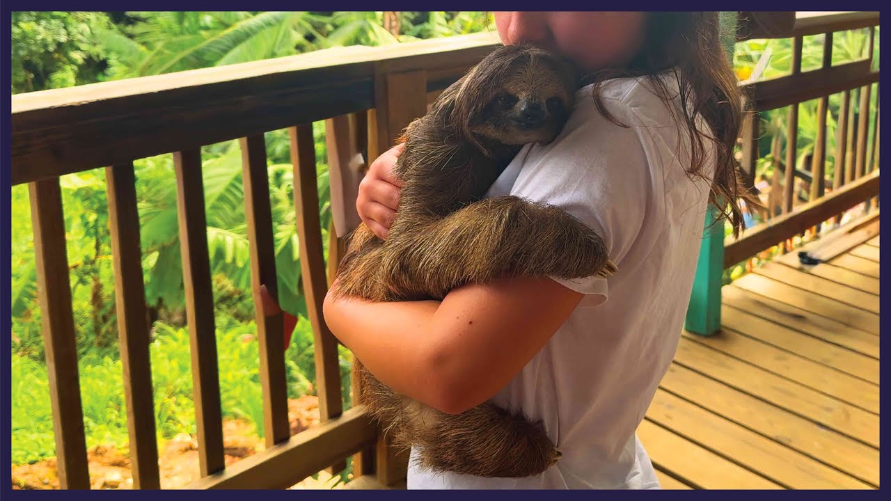 Caribbean Christmas Cruise 2024 - Part 2 - Sloths at Manawakie Park, Roatan, Honduras & Ocean Cay