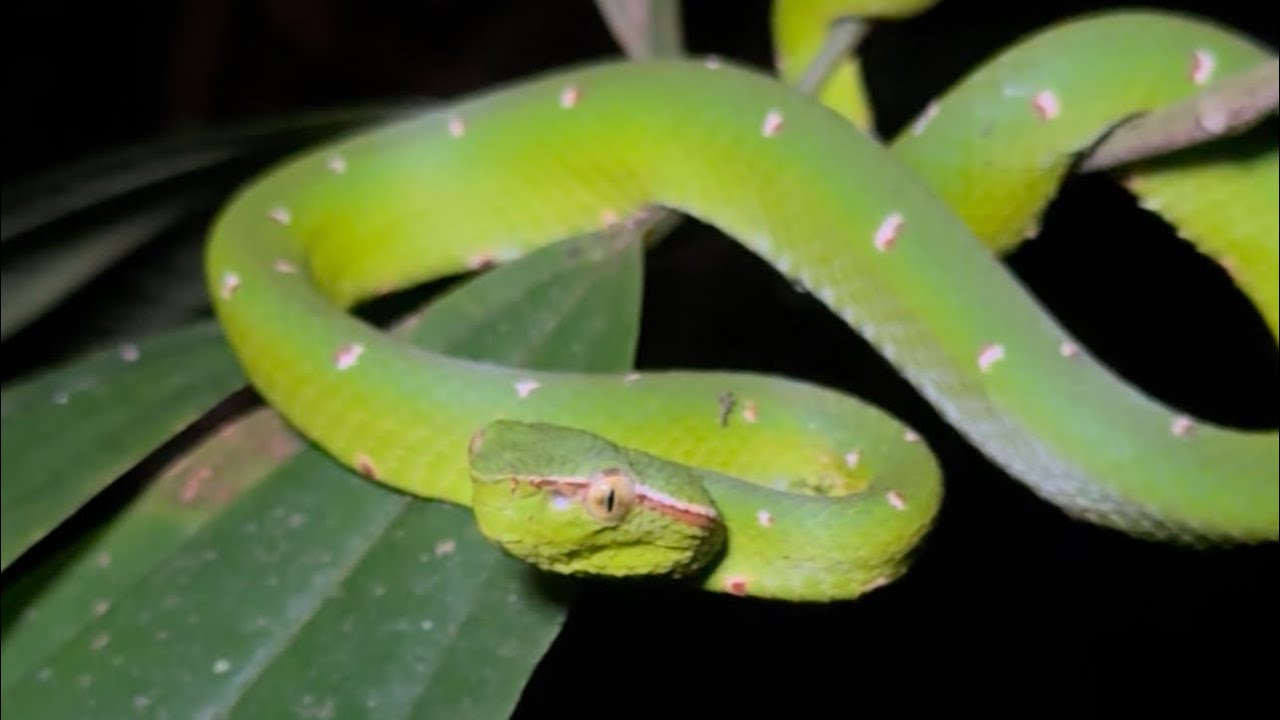 The infamous &ldquo;Miracle Snake&rdquo; in the Philippines is not what you think