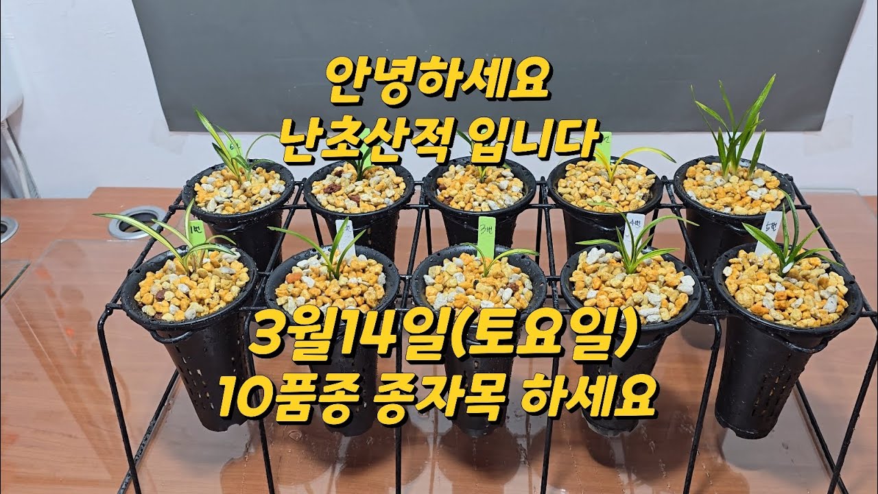 3월14일(토요일) 10품종 종자목 하세요 4k 