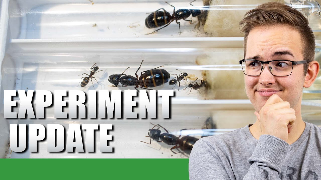 THE FIRST WORKERS HAVE ARRIVED! | Camponotus Ligniperda Experiment Update #2 - Ant Holleufer