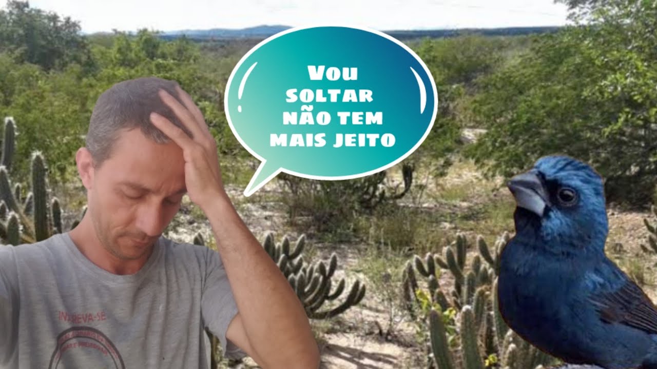 Como resolver o problema com azul&atilde;o que era bom de pegada livre no mato e ficou corrido de m&atilde;o