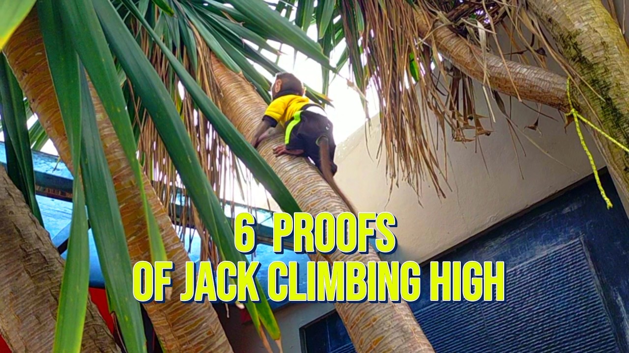 6 proofs of jack climbing high #viral #trending #viralvideo #trendingvideo