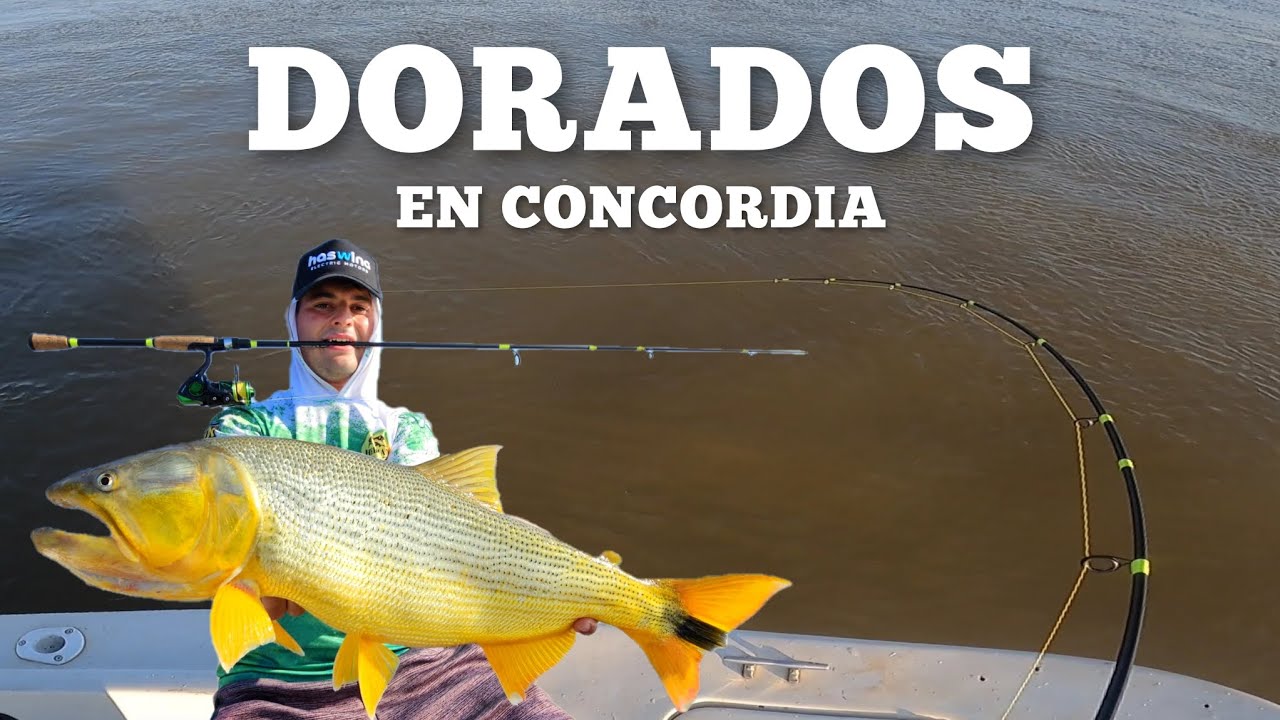 Concordia EXPLOTA de DORADOS‼️ | Pesca de Dorados con señuelo y carnada 🎣