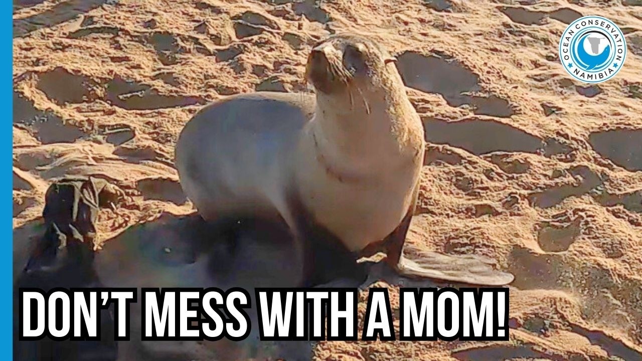 Разгневанная мать оказывает сопротивление во время спасения.