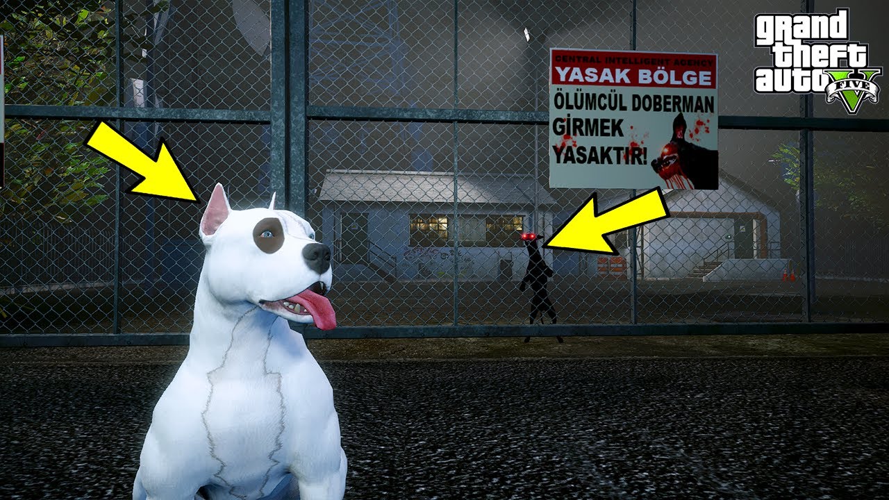 YAVRU PİTBULL KORSAN KARINDEŞEN DOBERMAN JACK'LE BOĞUŞUYOR! - GTA 5