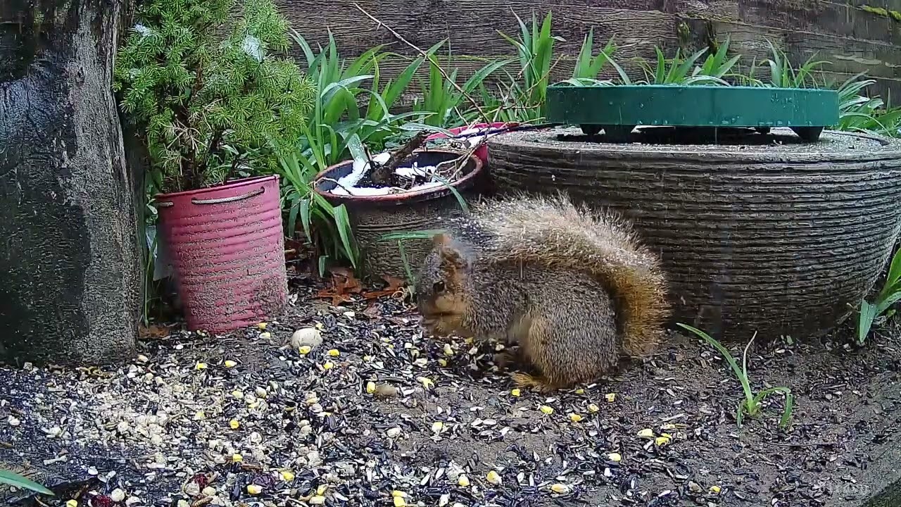 Crow and Squirrel at the Critter Garden