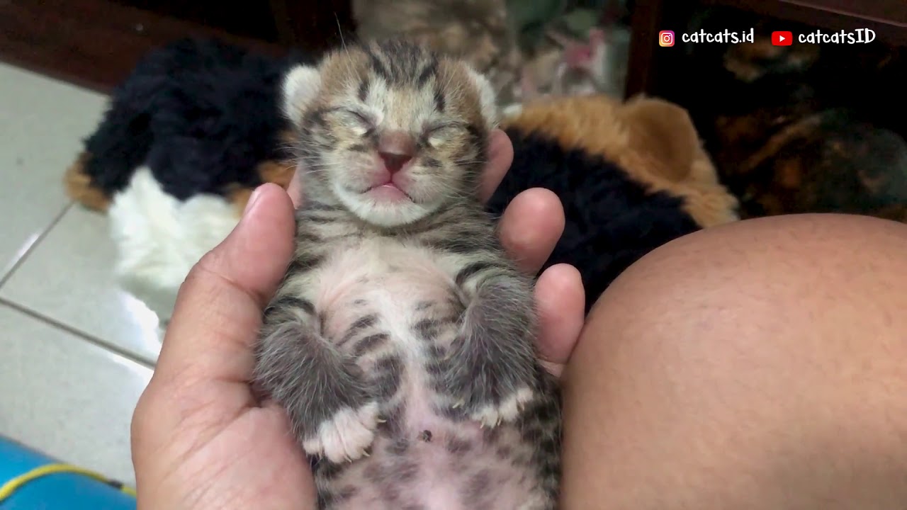 Cute kitten twitches while sleeping