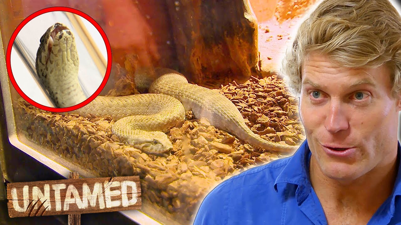 Deadly Death Adder Has Become Massively Swollen! 🐍 | Bondi Vet Clip | Untamed