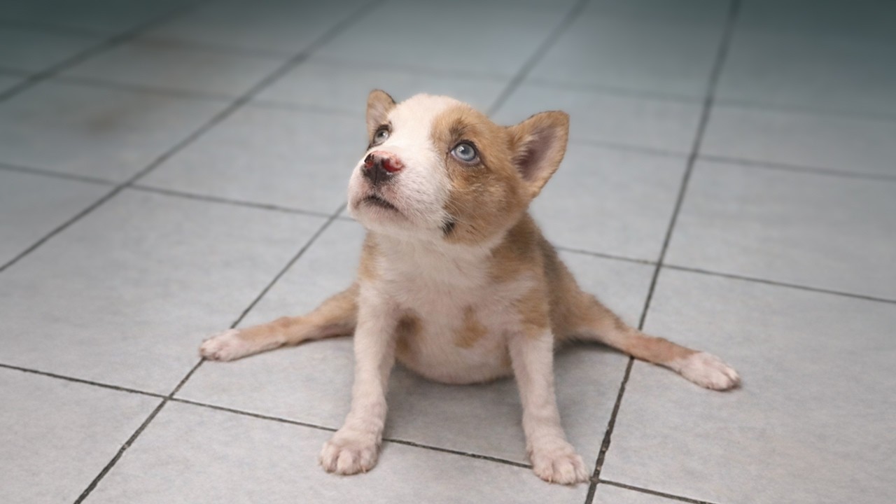 This Puppy Could Only Drag Herself Across the Floor… She Just Needed One Chance
