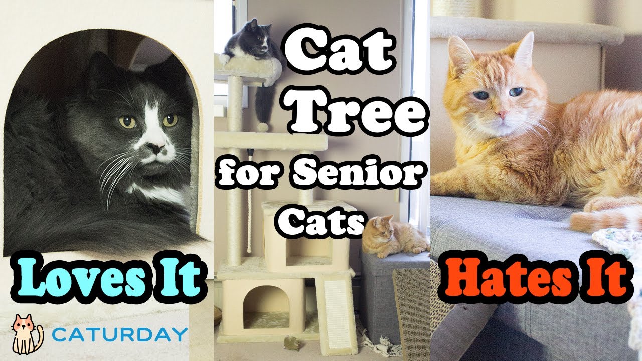 PAWZ Road 50 inch Luxury Cat Tree (Senior Cat Friendly or not?)
