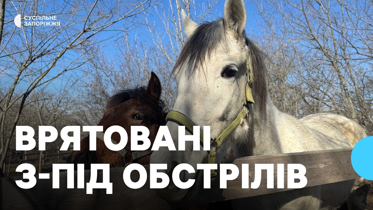 Здригалися від кожного звуку: з прифронтової Комишувахи евакуювали трьох коней до Запоріжжя