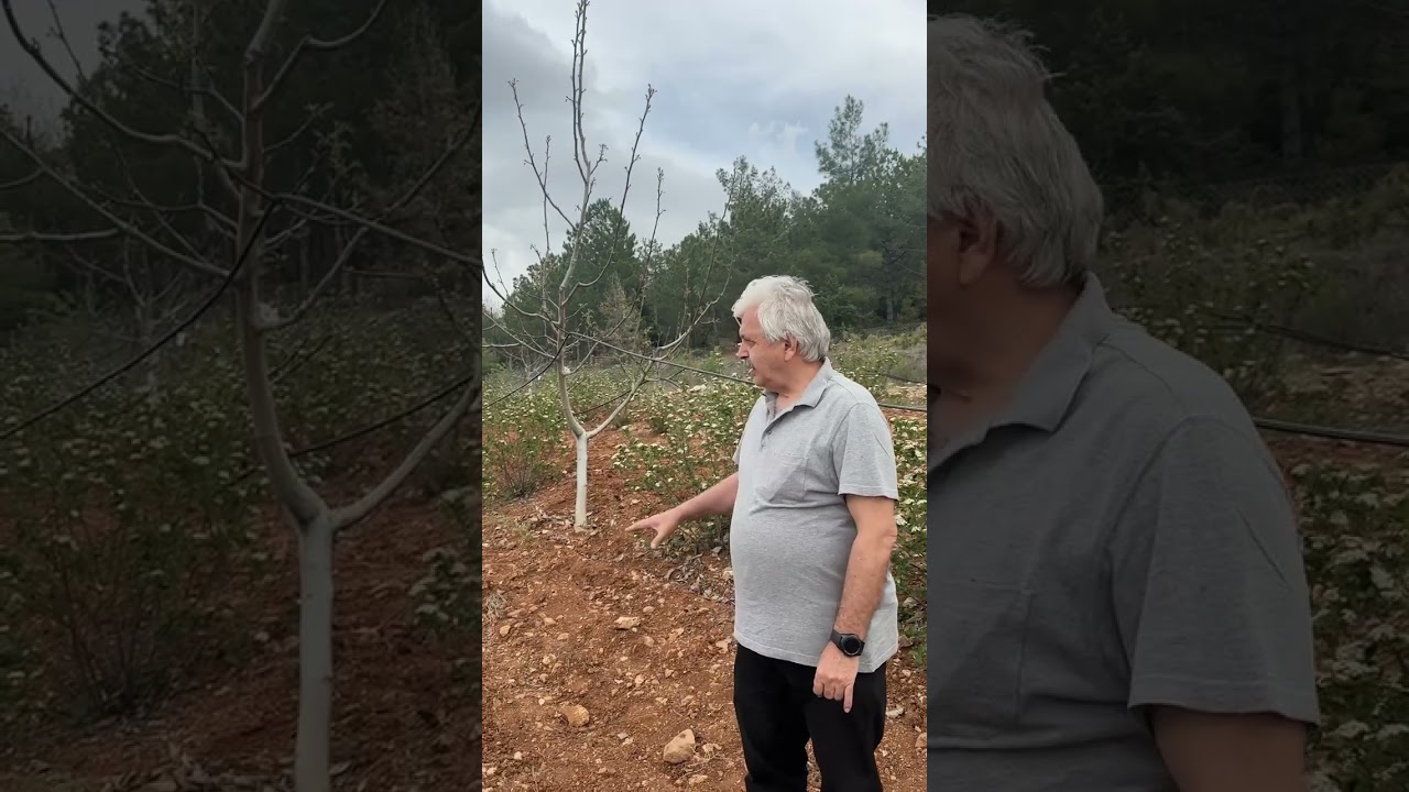 Ceviz bahçesinde ara ziraat olarak aronya yetiştiriciliği