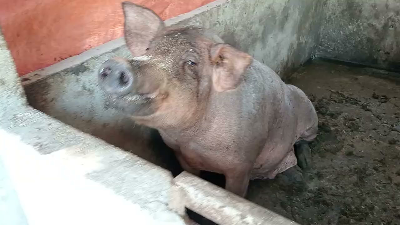 Cách úm heo con không cần đèn sưởi ♥️🥰