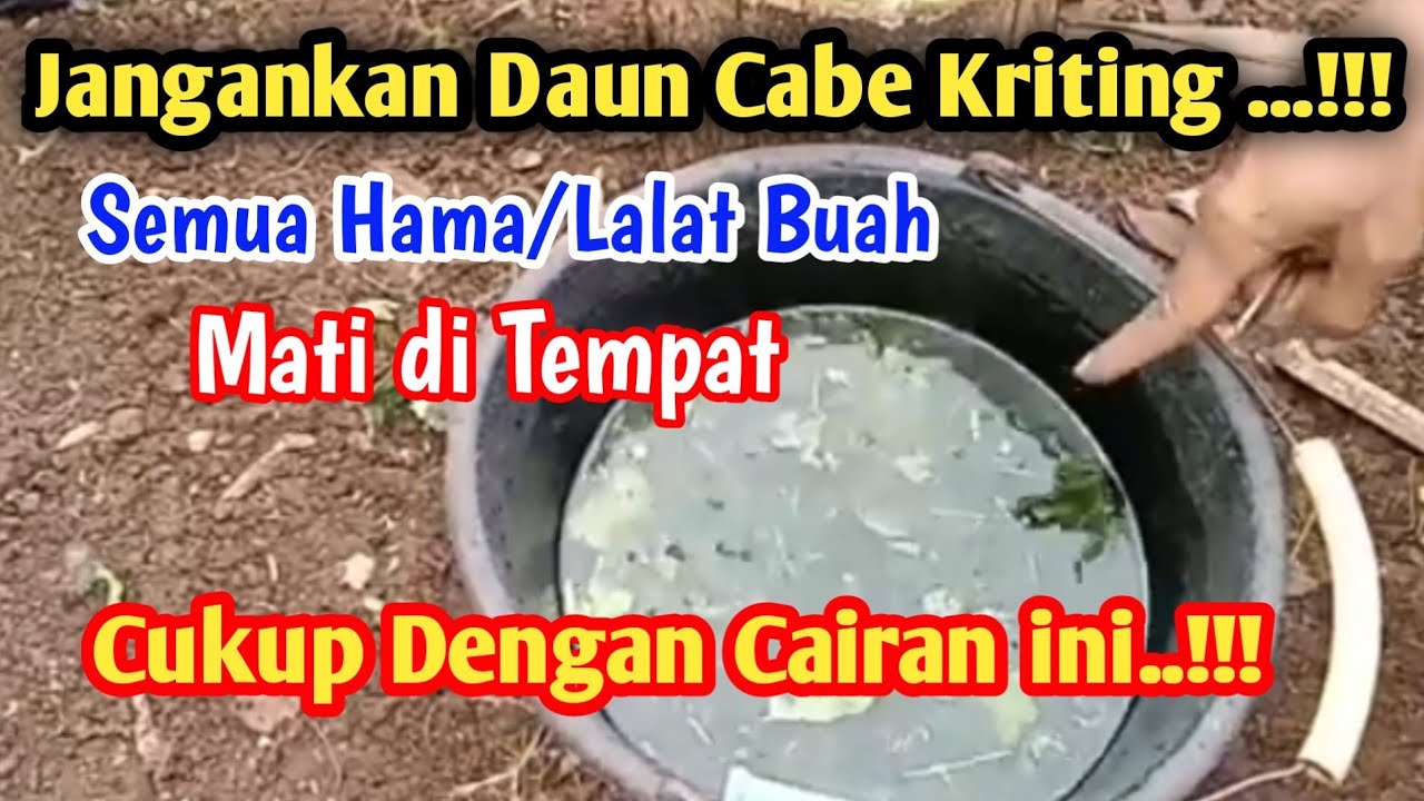 Cukup semprotkan saja Cairan ini,semua hama tewas daun cabe kriting langsung sembuh