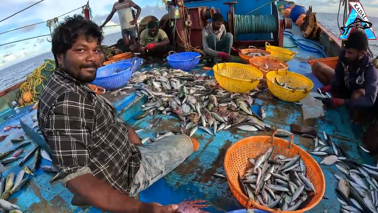 “Ocean Fishing Success | Giant Squid Haul” | “Epic Squid Catch | Traditional Sea Fishing” | #KadalTV