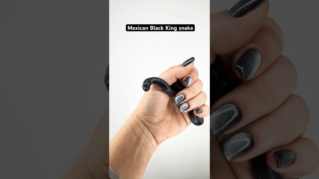 meet my mexican black king snake