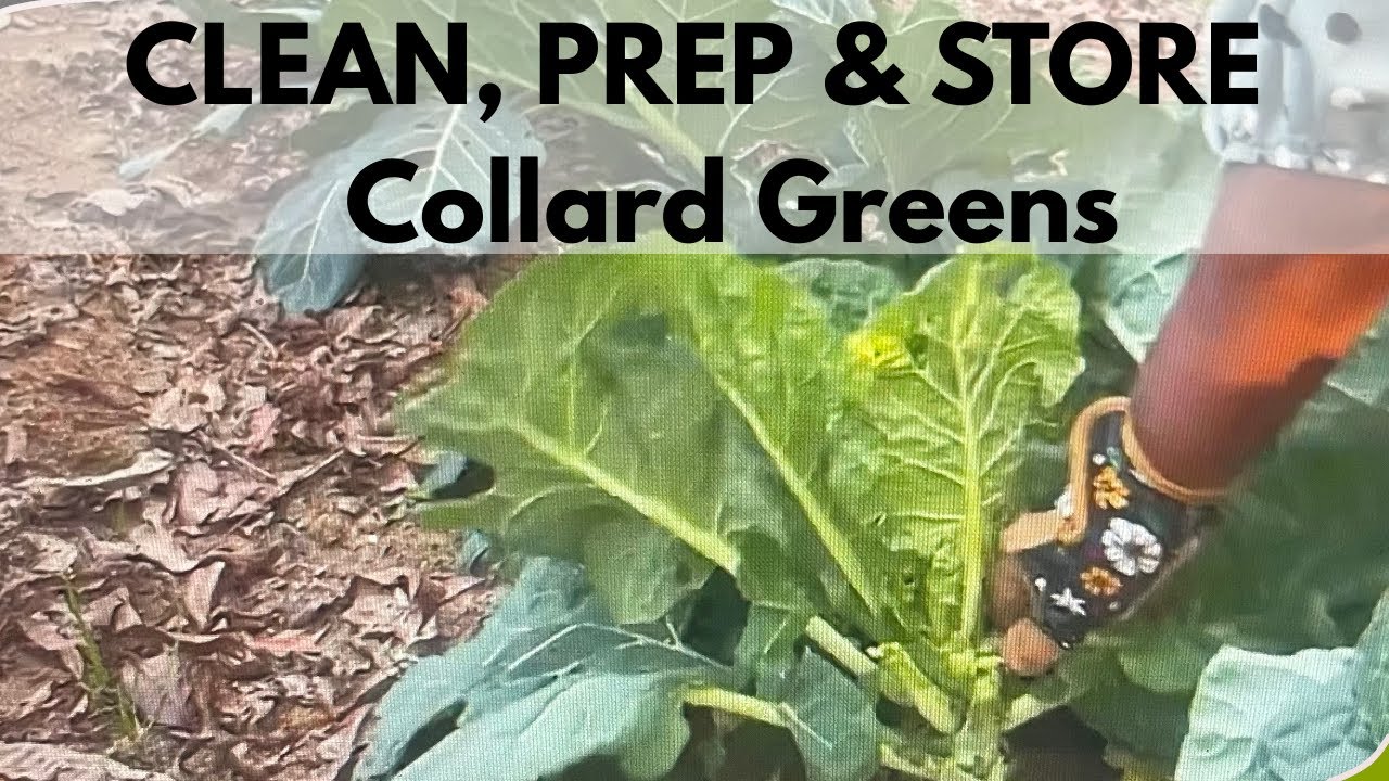 How I Clean and Store Collard Greens After Harvest #fromgardentotable #gardencommunity 