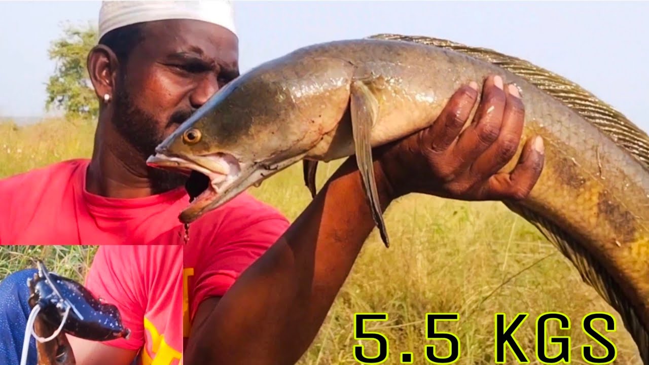 Snakehead Fish Catching Amazing Fishing Giant Fish Hunting Murrel Fish
