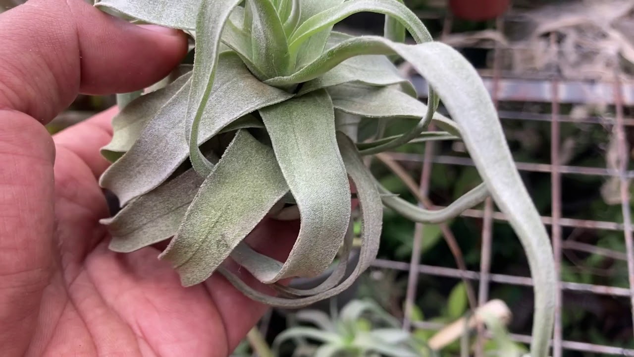 Streptophylla: The Queen of Tillandsias