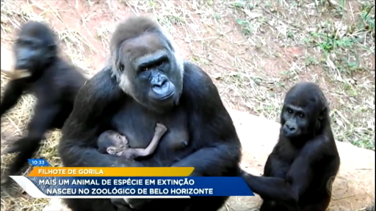 Nasce terceiro filho de gorila em zoológico de Belo Horizonte