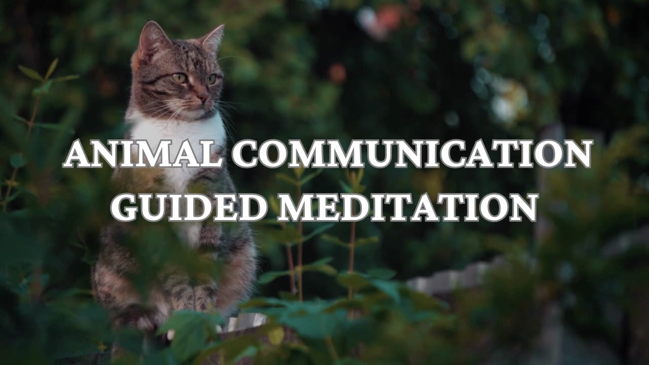 Connect with Your Animal: Guided Meditation Practice Intuitive Telepathic Animal Communication