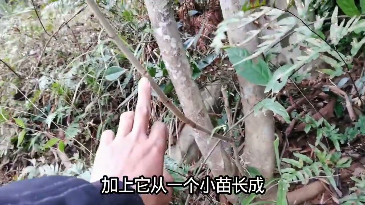 鸭脚木树长的有多快？我带你看看就明白了 #蜜蜂#植物科普 #植物百科