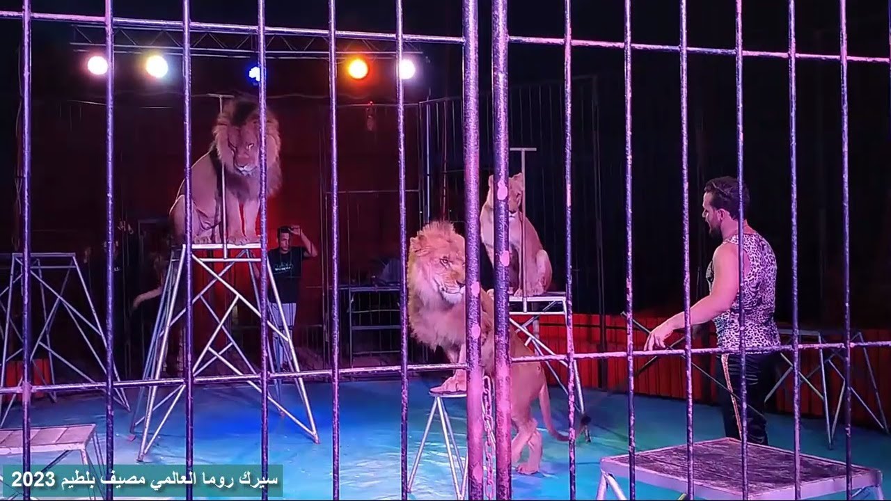 سيرك روما العالمي || فقرة الاسود || شاطئ الامل مصيف بلطيم 2023