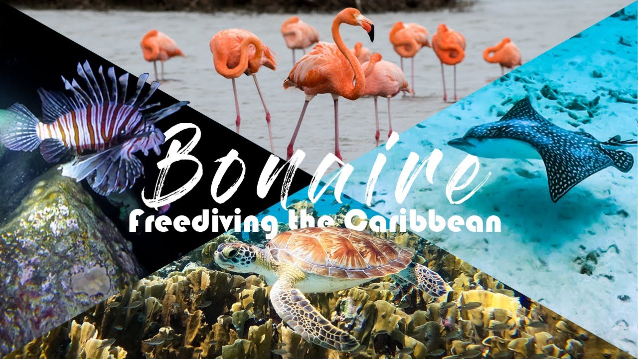 Bonaire | Snorkeling & Freediving | Exploring The Caribbean