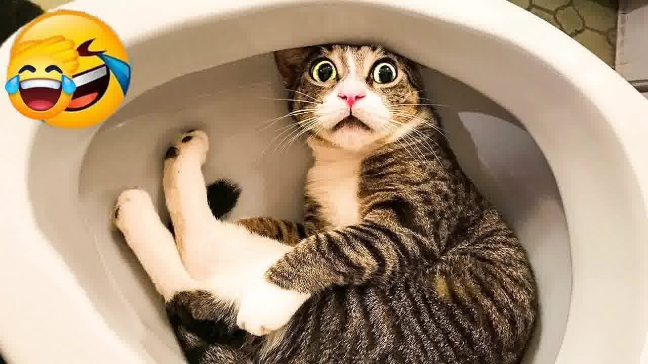 You Laugh You Lose 😜🐶 Funniest Dogs and Cats 2024 🤪