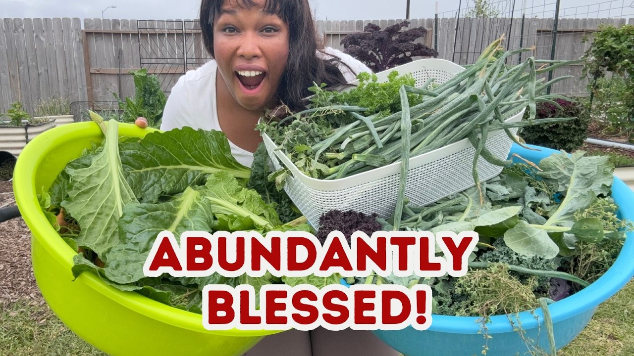 Harvesting Groceries from My Backyard Garden
