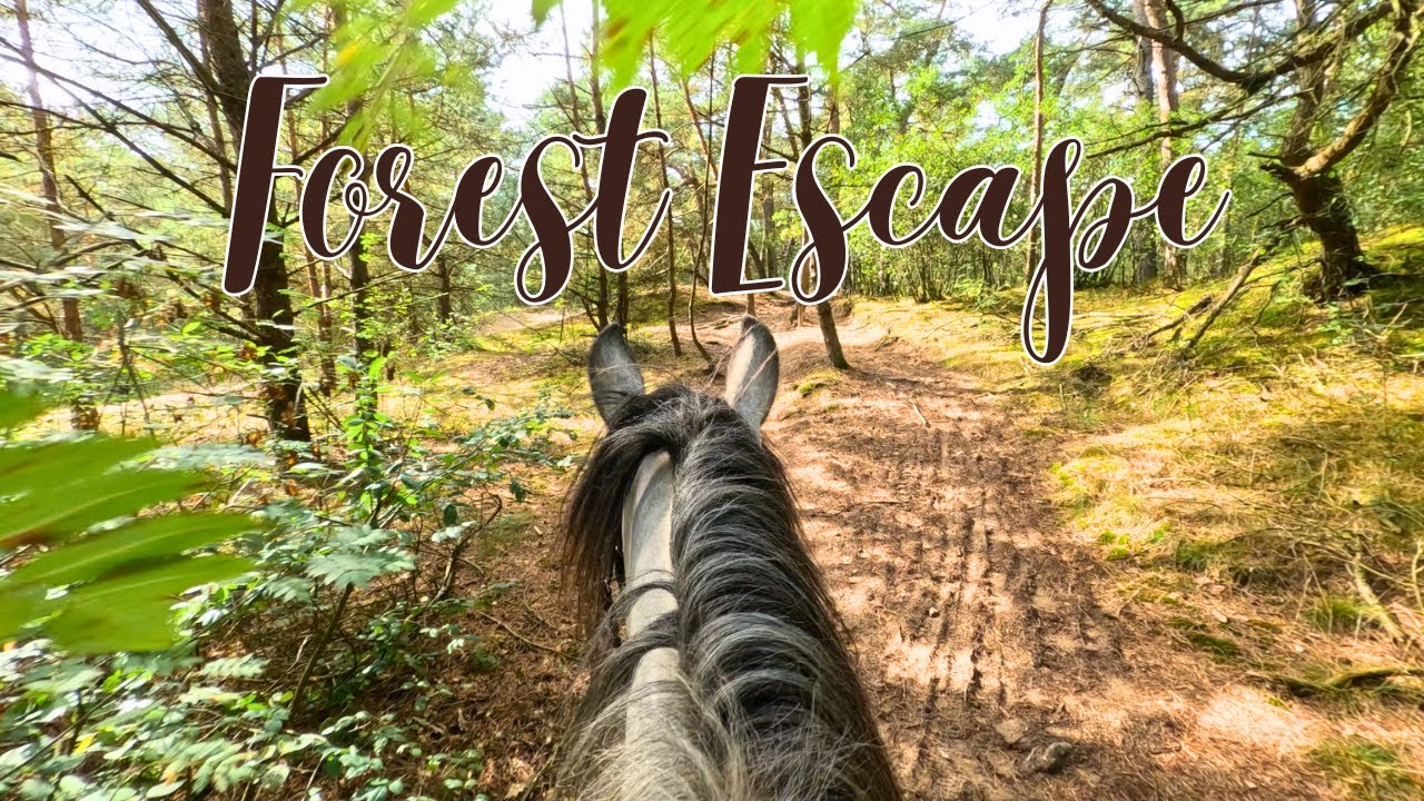 Relax & Unwind: Forest Ride with Calm Music | Drents-Friese Wold National Park day 4