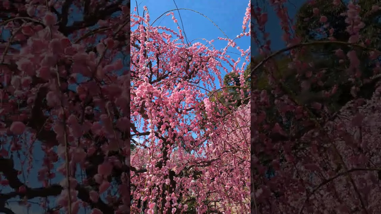 #plumblossoms