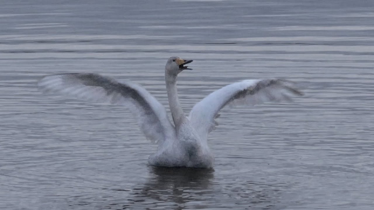 Call & Dance Of The Whooper Swan At Midnight (Cygnus cygnus / S&aring;ngsvan) - Northern Sweden